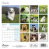 Calendrier Chiots 2025