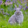 Calendrier Lapins 2025