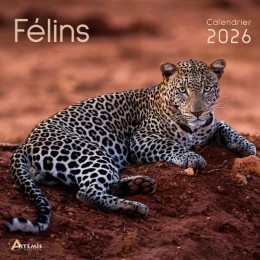 Calendrier 30x30 Félins 2026