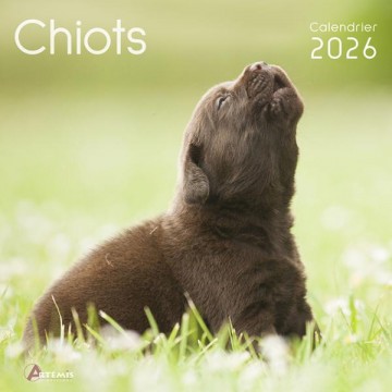 Calendrier 30x30 Chiots 2026