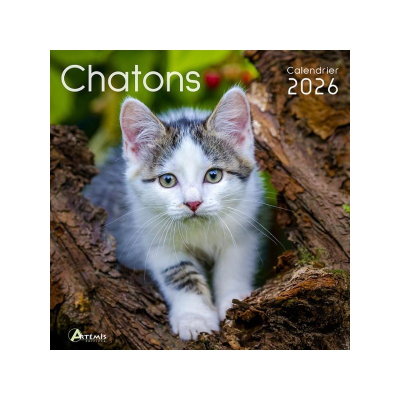 Calendrier 30x30 Chatons 2026
