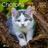 Calendrier 30x30 Chatons 2026