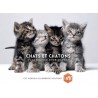 Agenda-Calendrier 2026 - Chats et Chatons