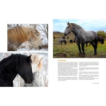 Eperdument Chevaux